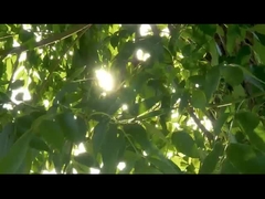 Instruments chirurgicaux à sonde